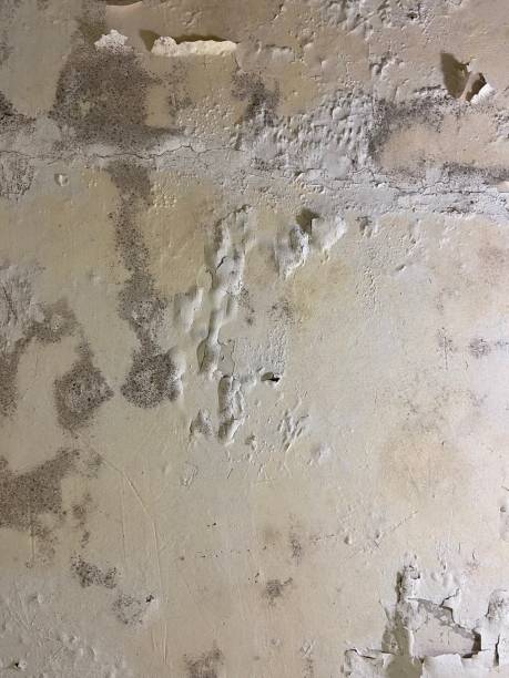 Best Mold Remediation  in Santa Fe Springs, CA